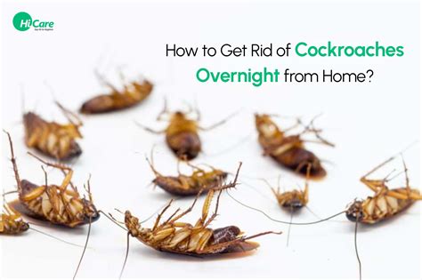 roach control thunderbolt|How to get rid of roaches quickly and safely .